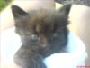 Click image for larger version

Name:	kitten.jpg
Views:	63
Size:	2.9 KB
ID:	1027343
