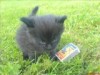 Click image for larger version

Name:	1kitten.jpg
Views:	52
Size:	3.9 KB
ID:	1027344